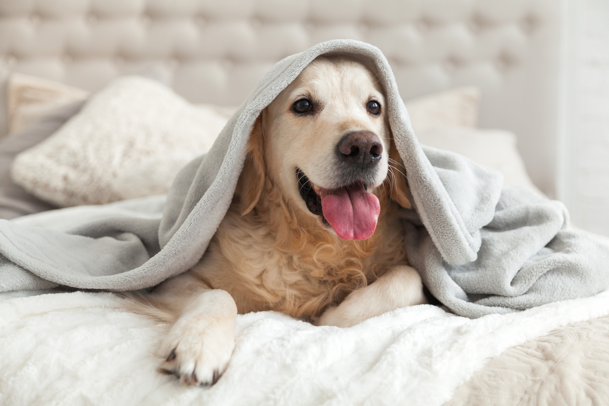 How hoteliers can turn pet-friendly travel demand into stronger direct bookings